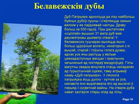 Белавежская пушча - презентация онлайн