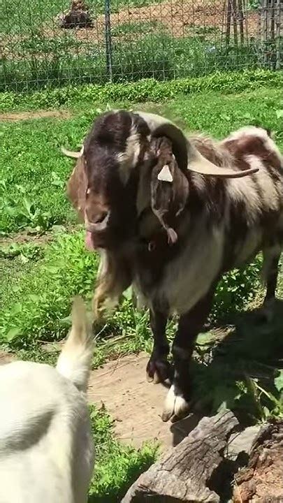 Теке... - YouTube