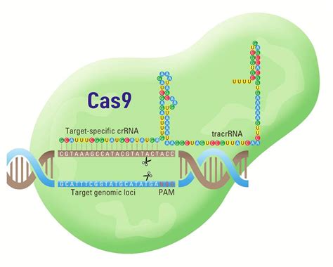 Introducing The CRISPR Genome Editing Playlist - Behind the Bench