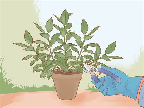 pruning a rubber tree