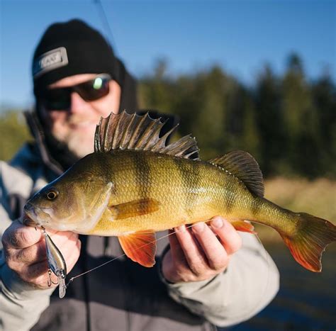 Super toffe nieuwtjes van Rapala! - Roofmeister