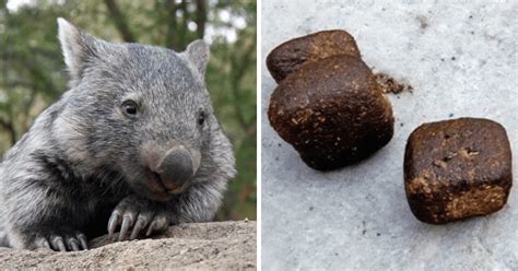 Scientists Have Been Studying Cube Shaped Wombat Poop