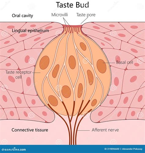 Taste Bud Structure In The Human Tongue. Stock Photography