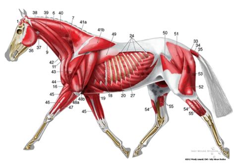 Horse Scapula Anatomy