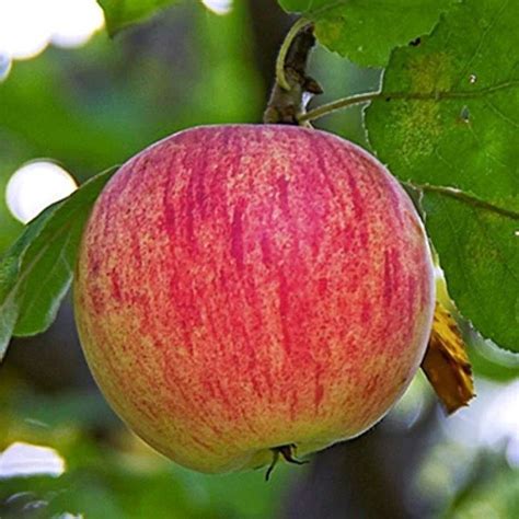 Клубни Яблоня Green Sad купить по выгодной цене в интернет-магазине ...