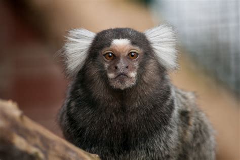 Sagui características alimentação preço cuidados e mais Guia Animal