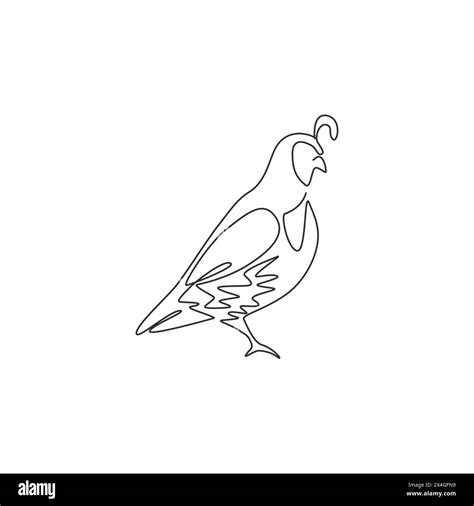 California quail illustration hi-res stock photography and images - Alamy