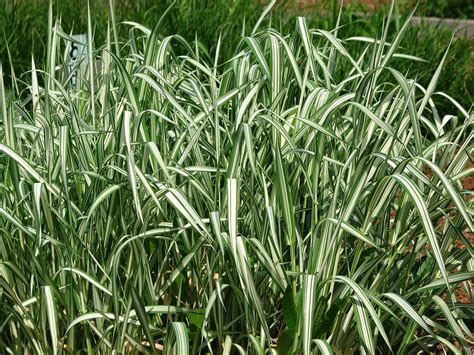Phalaris Arundinacea Cultivars Plantright