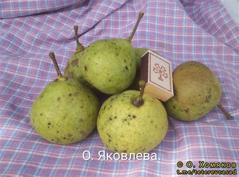 Груша, сорт Осенняя Яковлева, фото 2670.