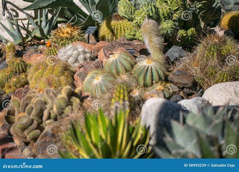 Desert garden cactus stock image. Image of agaves, flora - 58993239