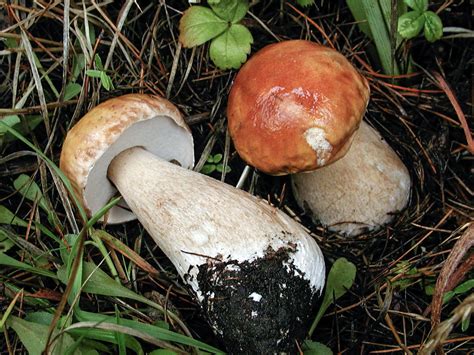 California Fungi Boletus Edulis