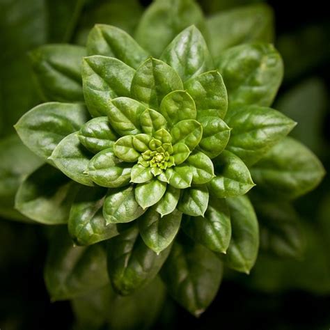 Шпинат: выращивание и уход :: SYL.ru