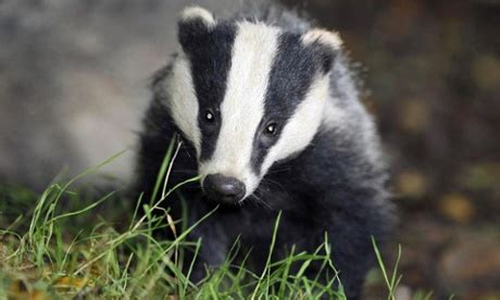 New round of English badger culls given go-ahead – Focusing on Wildlife