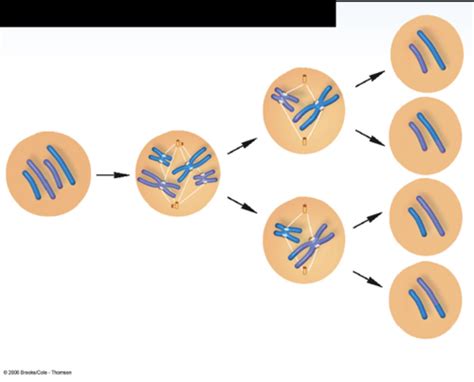 Chapter 13 Meiosis And Sexual Life Cycles Flashcards Quizlet