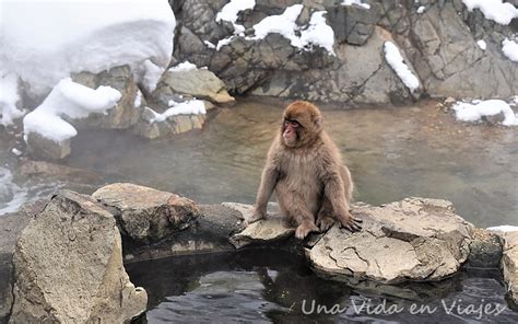 Una Visita Al Jigokudani Monkey Park Una Vida En Viajes