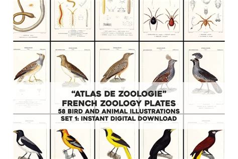 Atlas of Zoology Set 1 Hi Res Restored Images