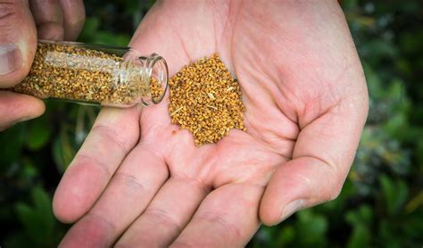 GM Plant Grows Insect Sex Pheromones As Alternative To Crop Pesticides Alliance For Science