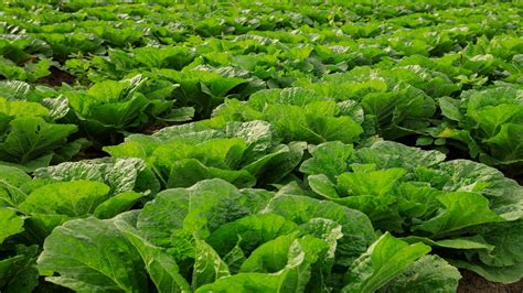 10 Easy to Grow Winter Crops - DripWorks