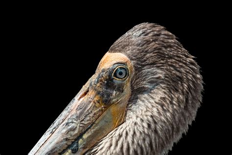 Puffed Up Bird Photos Download The Best Free Puffed Up Bird Stock