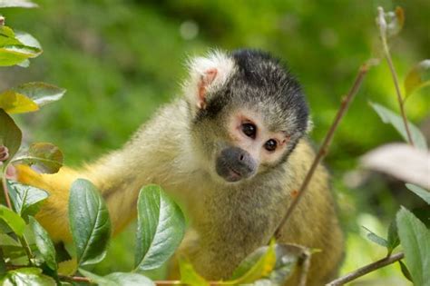 Abe ansehen auf Deutsch mit englischen Untertiteln in 2160p 16:9 - bestmfil
