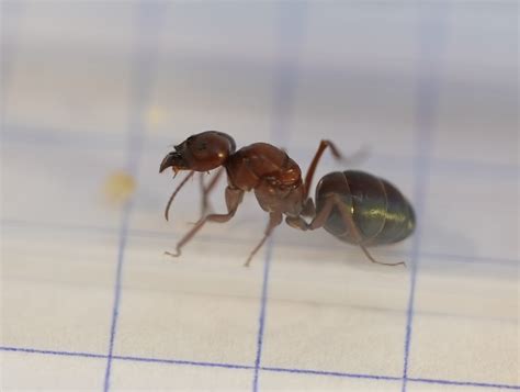 amazing facts  queen ants