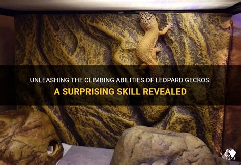 Unleashing The Climbing Abilities Of Leopard Geckos A Surprising Skill