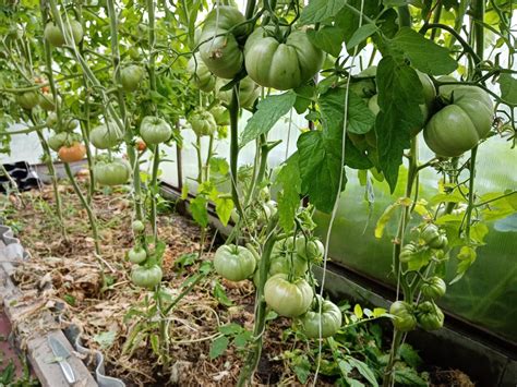 Томат Андреевский сюрприз: описание сорта, ОТЗЫВЫ (23), фото | tomatland.ru