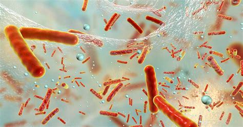 Tout Savoir Sur Le Microbiote Intestinal