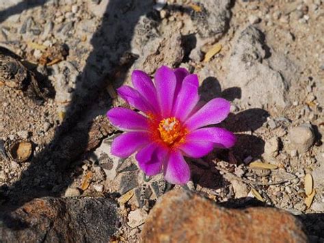 Ариокарпус - Ariocarpus, размножение, посадка, уход, условия ...