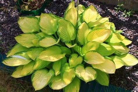 Хоста (Hosta `Gold Standard`) | Хоста, Растения, Листья