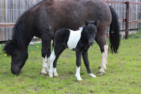Paula Auf Dem Ponyhof Rettung In Letzter Minute 2