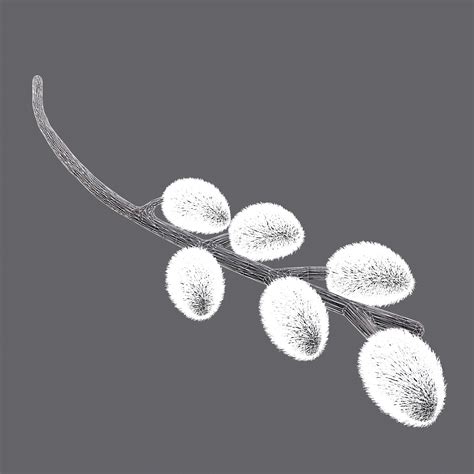 Pussy Willow Branch 3D Model By Get Dead Entertainment