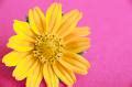 colorful yellow easter  spring daisy creative commons stock image