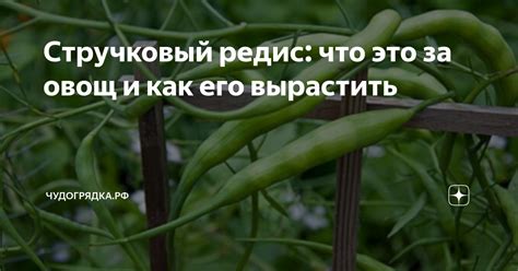 Стручковый редис: что это за овощ и как его вырастить | Чудогрядка.рф ...