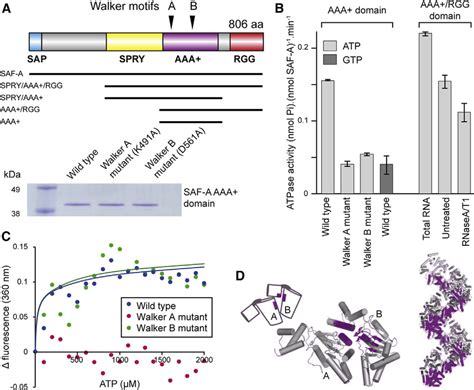 Saf A Possesses An Rna Dependent Atpase Activity And Is Actuated By Atp