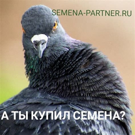 Semena Partner (@PartnerSemena) | Twitter