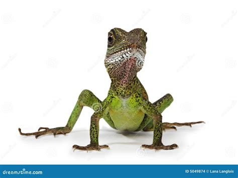 Water dragon lizard stock photo. Image of physignathus - 5049874