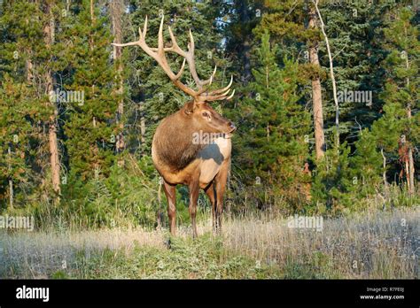 Wapiti Deer Fotos Und Bildmaterial In Hoher Auflösung Alamy