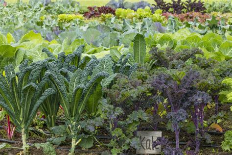 How to Grow Kale in the Home Vegetable Garden