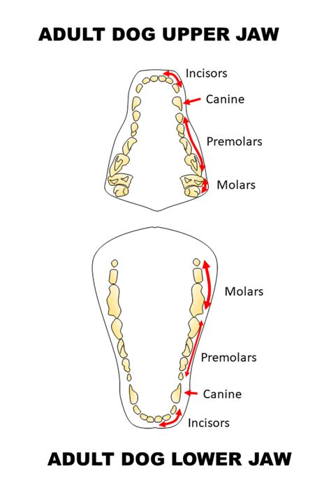 Understanding the Dental Chart for Dogs: A Comprehensive Guide - Marie The Dog