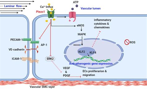 Piezo Flow Induced Anti Atherogenic Signaling Mechanism Schematic