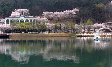 Cherry Blossoms Spots in Daegu - The Most Wonderful Time of the Year in ...