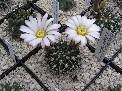 Acanthocalycium klimpelianum seeds - Phoenix Desert Seeds