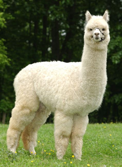 eBay Selling Coach: What is Alpaca and Why Should eBay Sellers Care?