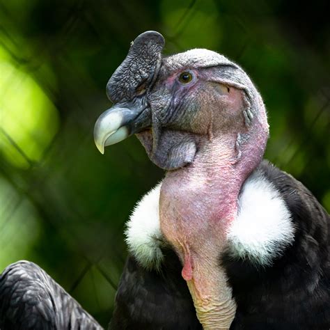 Kondor - a photo on Flickriver