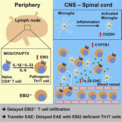 Ebi2 Is Highly Expressed In Multiple Sclerosis Lesions And Promotes