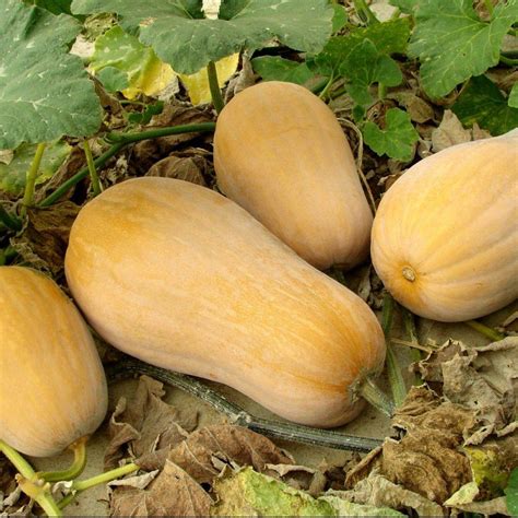 Тыква желтая фото: Сорта тыквы фото