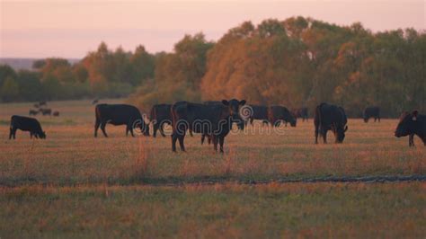 Vaca Oscura En Un Pasto De Verano Vacas En El Campo Al Atardecer Foco