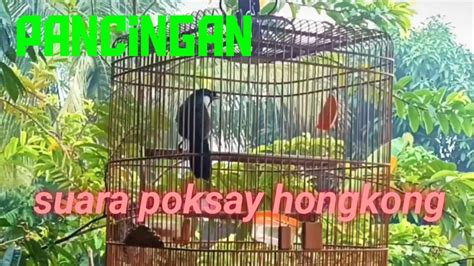 Pancingan Suara Burung Poksay Hongkong YouTube