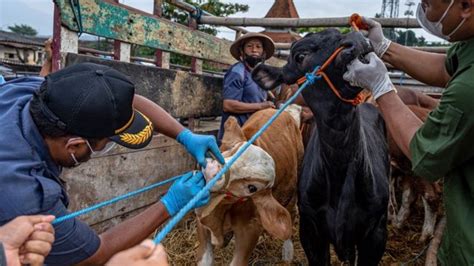 Pmk Peternak Sapi Sebut Situasinya Sudah Sos Karena Penularan